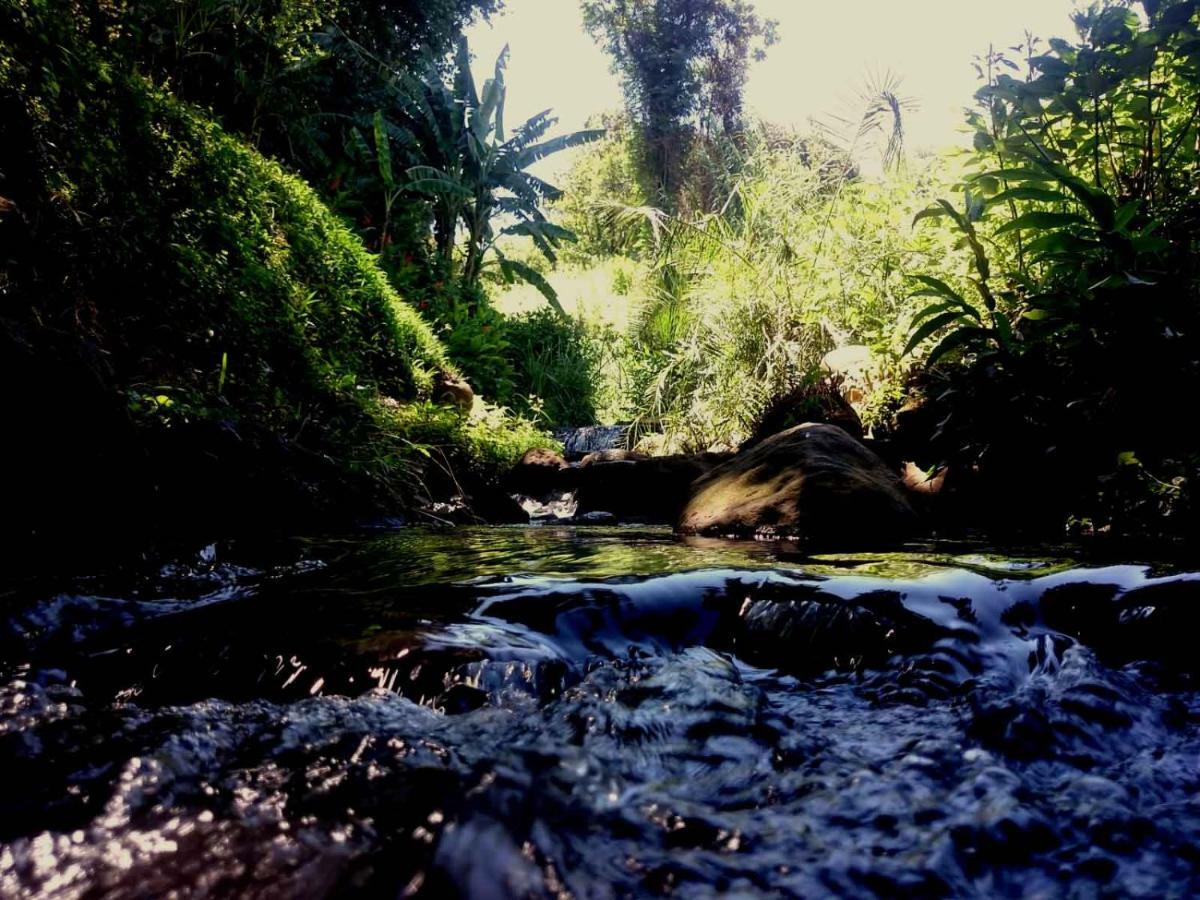 Africa'S Eden Guesthouse Pietermaritzburg Luaran gambar